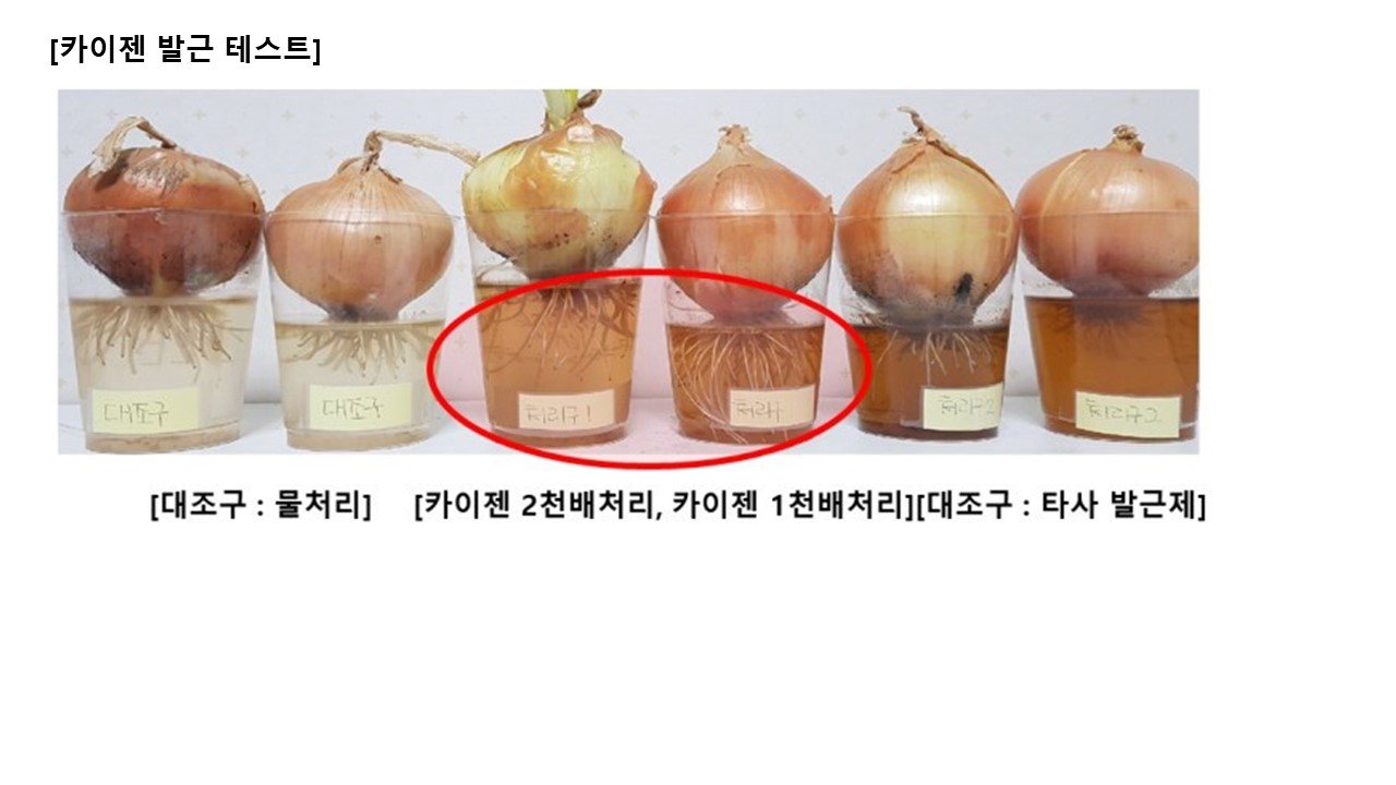카이젠 발근 테스트 - 양파 비교 사진