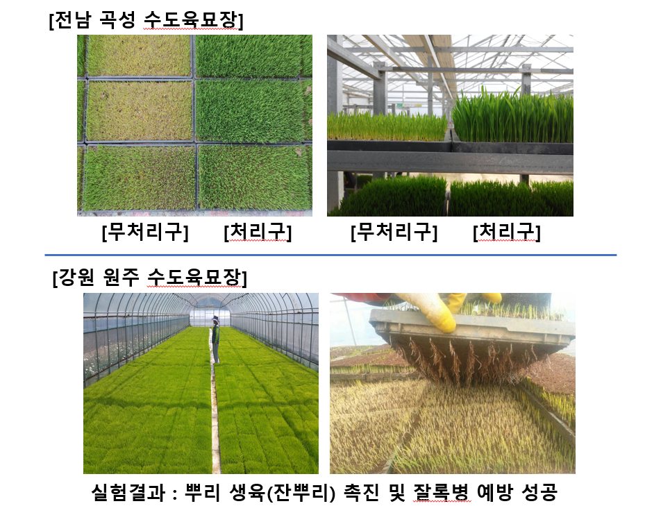 전남 곡성 / 강원 원주 수도장 묘판 처리 vs 무처리 비교