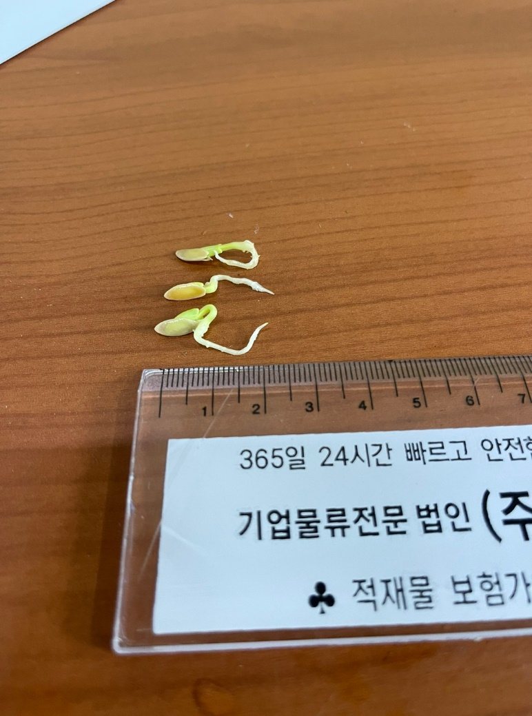 오이 종자 발아 시험 - 5일차 처리구